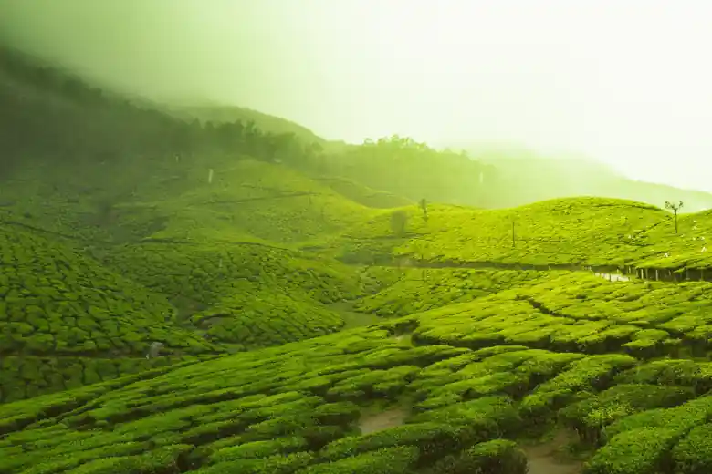 ooty field