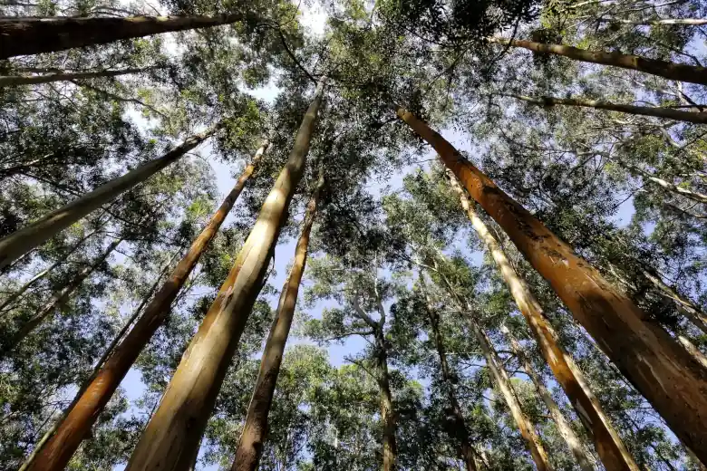 ooty trees
